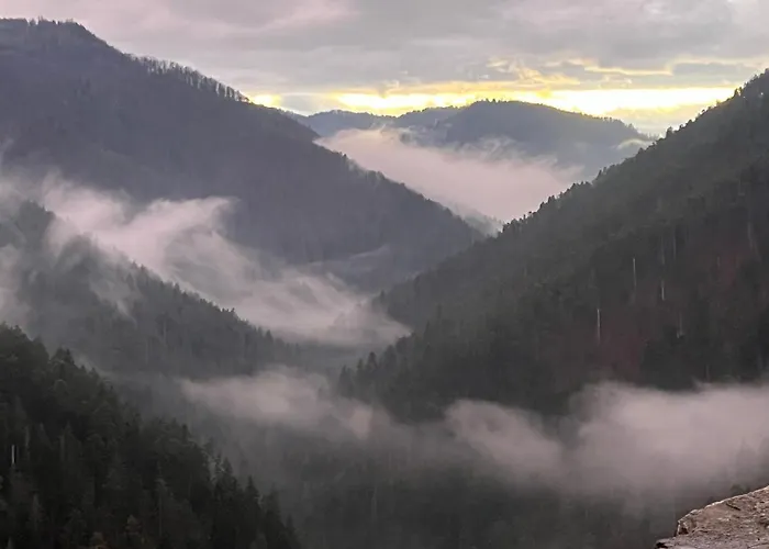 Daire Livi - No Party